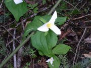 4.1.06 Dogwood & Alder Trail in Forest Park 003 